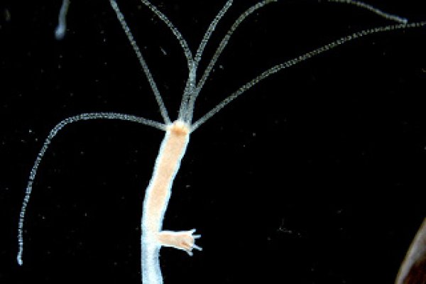 Кракен оригинальная ссылка для тор